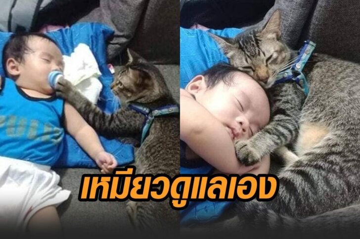 แมว-เด็ก