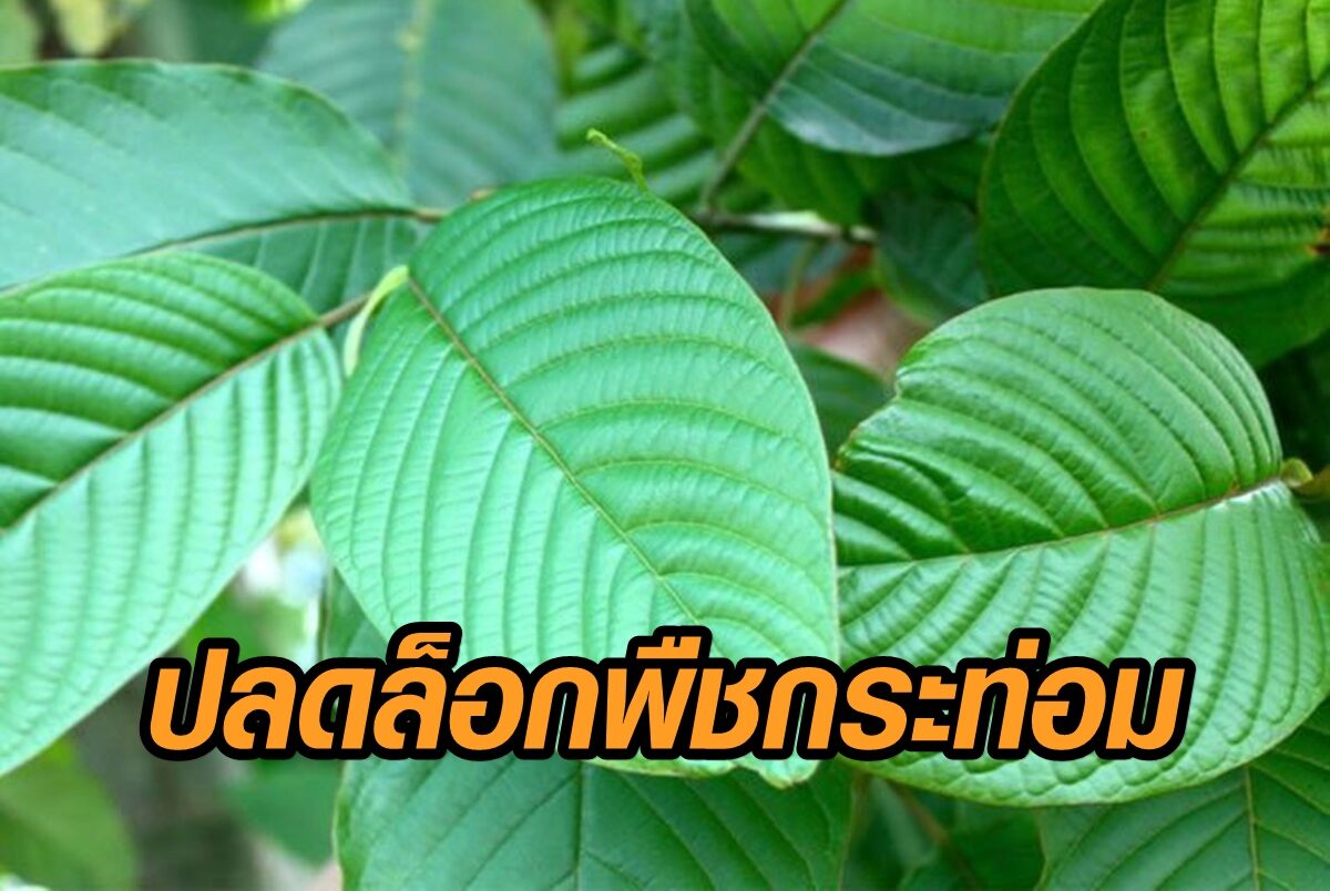 à¸ªà¸ à¸²à¸¯à¹„à¸Ÿà¹€à¸‚ à¸¢à¸§ à¸›à¸¥à¸