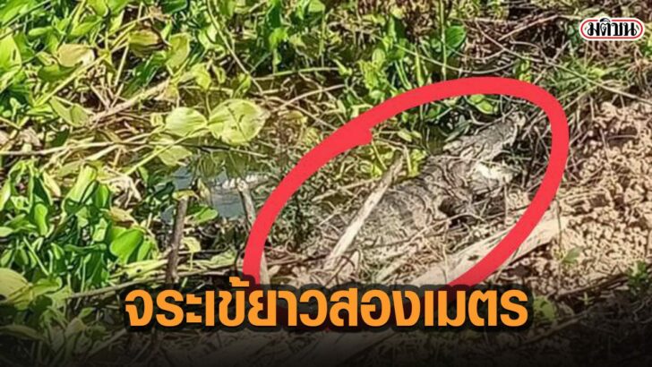 13เัา
