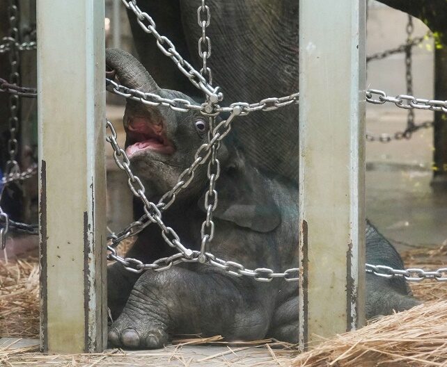 A baby Asian elephant goes on public display at Ueno Zoological Gardens, about a month after he was born, in Tokyo