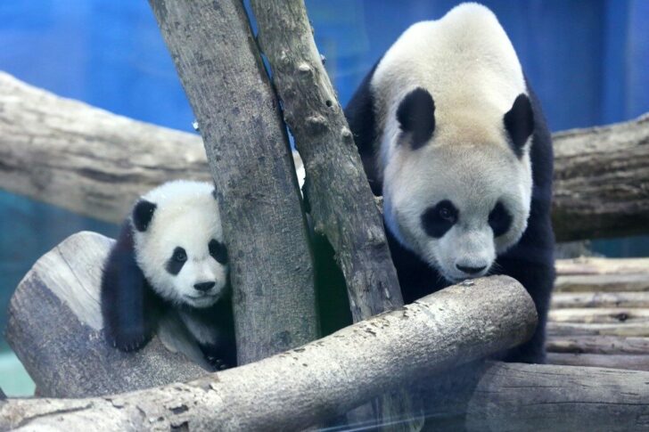 TAIWAN-ANIMAL