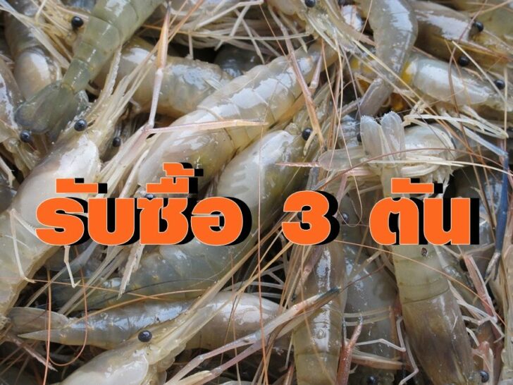 กง_10_Aee4bt3