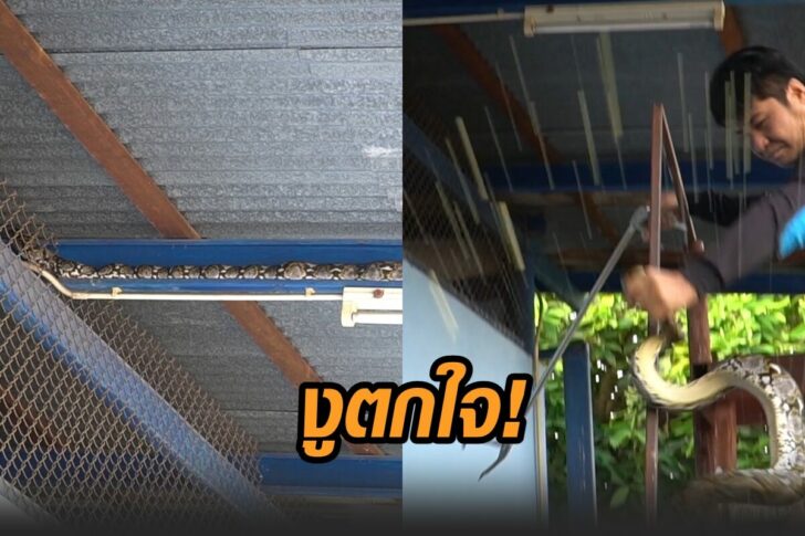 งูตกใจ
