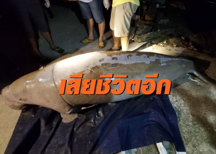 พะยูน1-