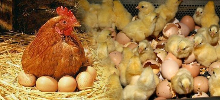 ภป-ทฤษฎีแม่ไก่