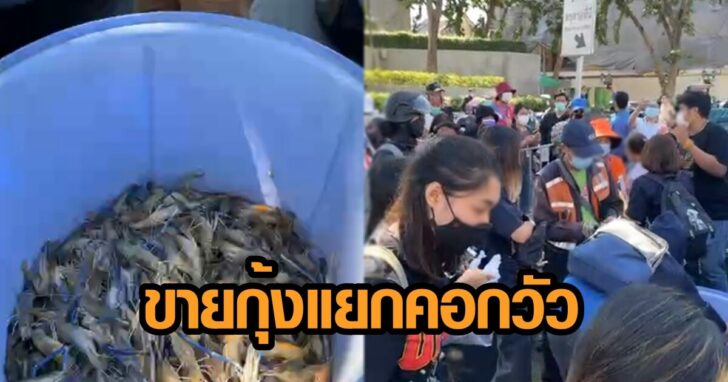 ภาพนำ ขายกุ้งใหม่ 545