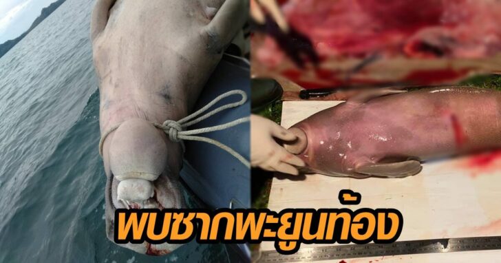 ภาพนำ ซากพะยูน