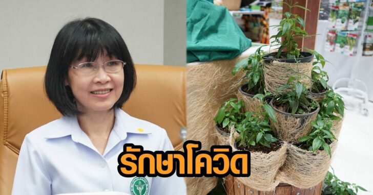 หมออัมพร ฟ้าทะลายโจร