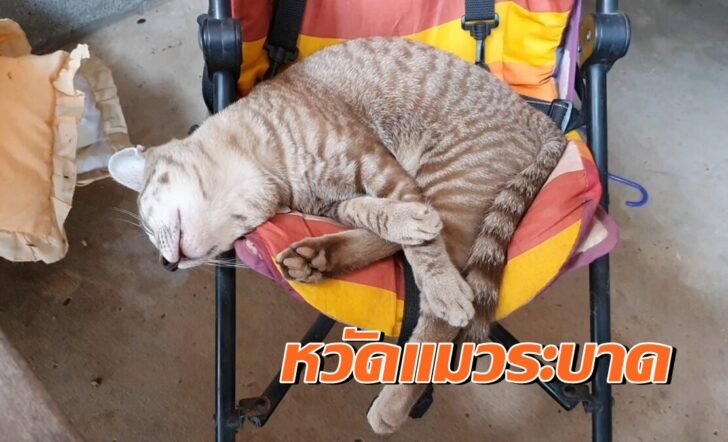 หวัดแมว
