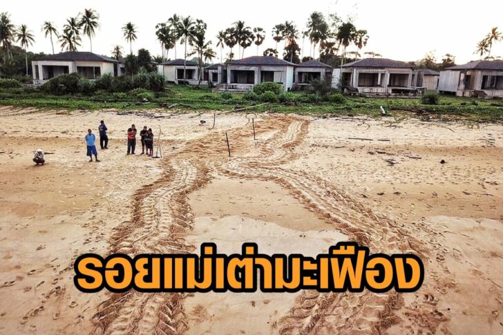 เต่ามะเฟือง-วางไข่