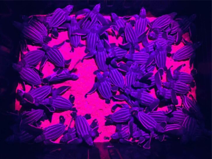 139014995_3597236356990502_5080478228895567246_o