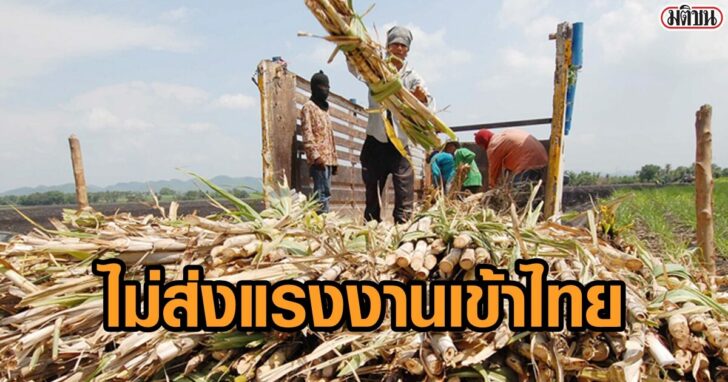 ไร่​อ้อย