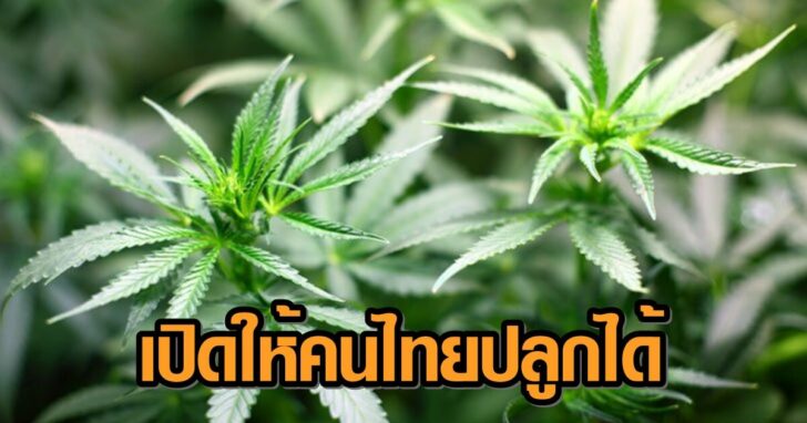 กัญชง-1+++45132