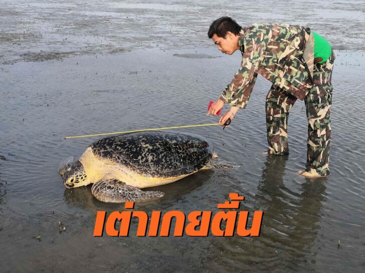 ช่วยเต่า2-