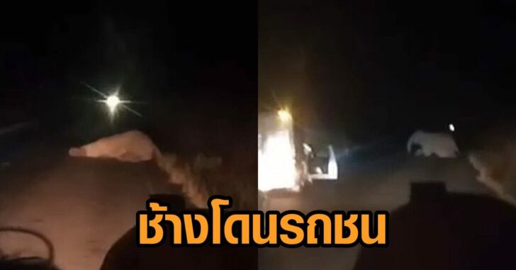 ช้างป่าเขาอ่างฤาไน