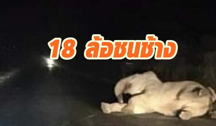 ช้างโดนชน3