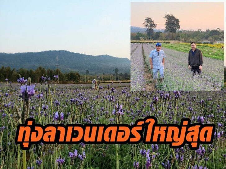 ทุ่งลาเวนเดอร์10