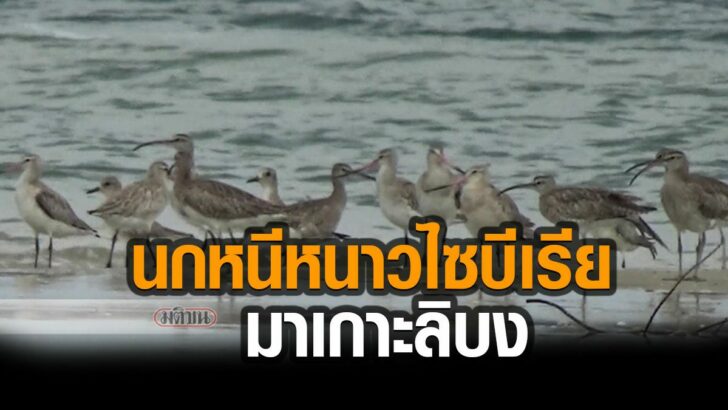 นกหนีหนาว