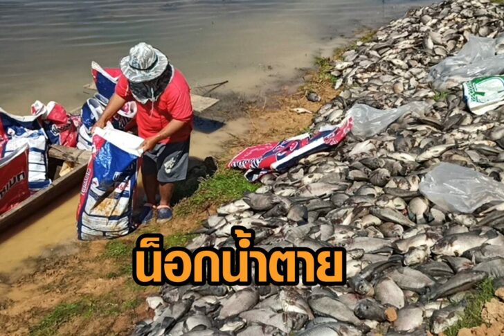 ปลาน็อกน้ำ