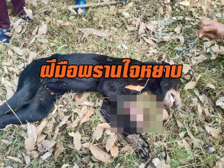 พรานเลว