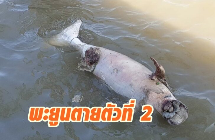 พะยูน2