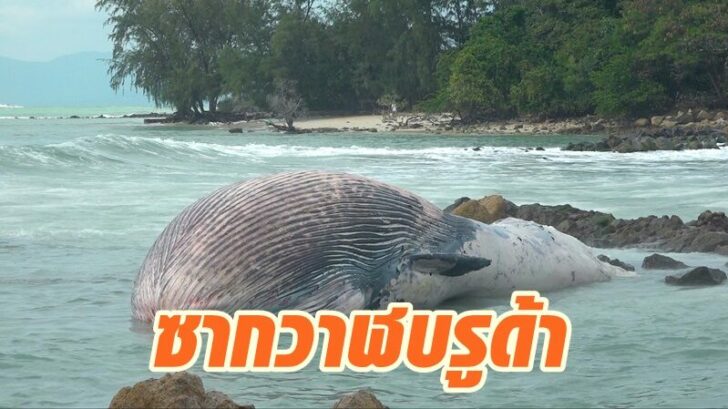 วาฬบรูด้า7
