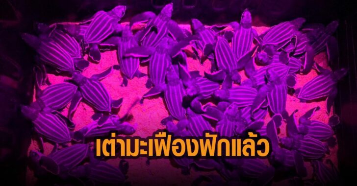 เต่ามะเฟืองฟักแล้ว-พังงา