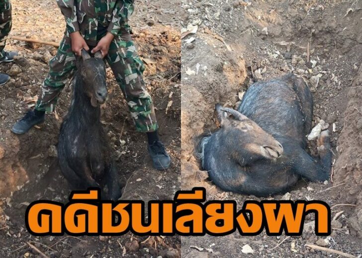 เลียงผา-4