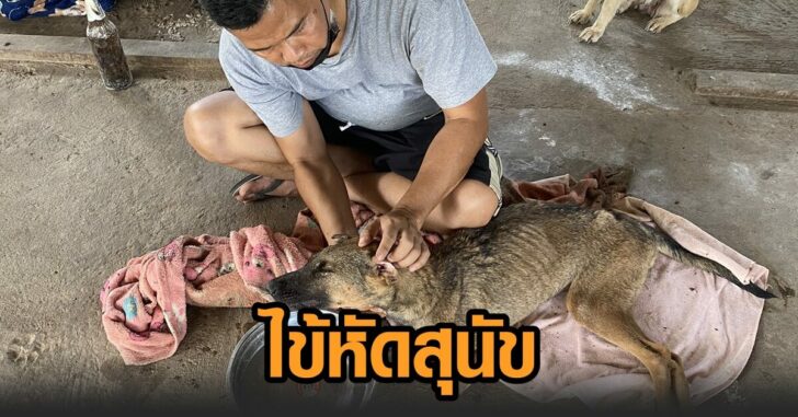 ไข้หัดสุนัข