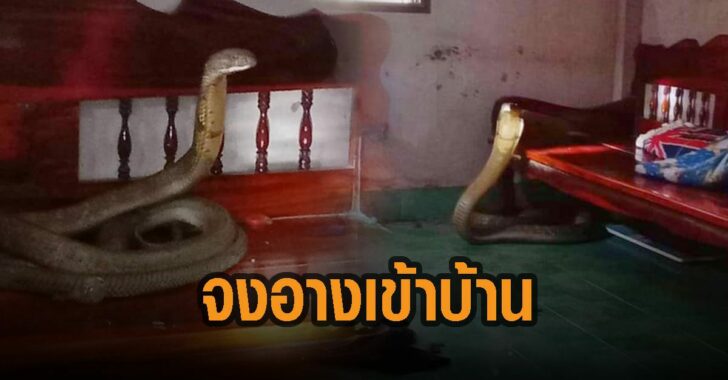 จงอางเข้าบ้าน-จังหวัดตรัง This image is not belong to us