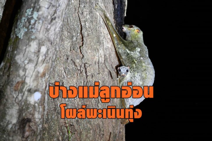 บ่าง