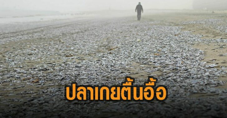 ปลาเกยตื้นอื้อ-ชิลี