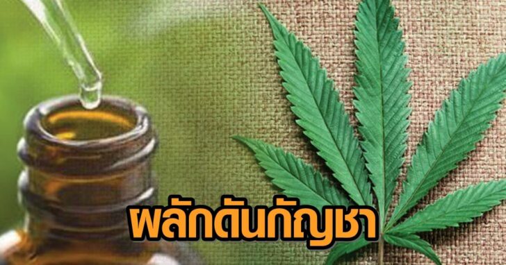 ภป-ประโยชน์กัญชา-78465132