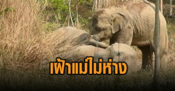 ลูกช้างเฝ้าแม่ไม่ห่าง-จันทบุรี