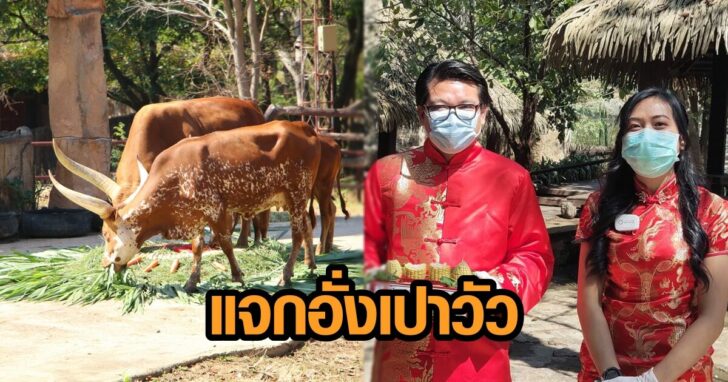 วัววาตูซี่