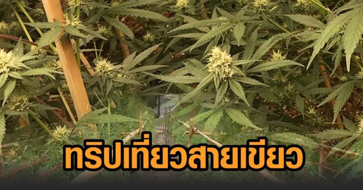 สกู๊ป-ทริปเที่ยวกัญชา