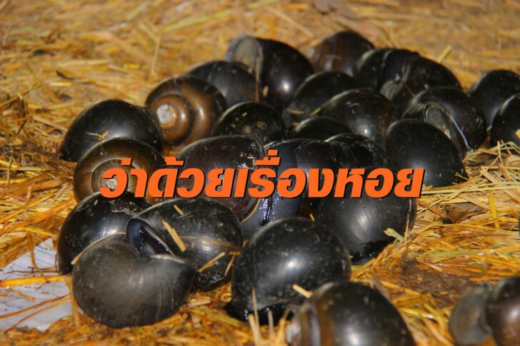 หอยโข่ง2-
