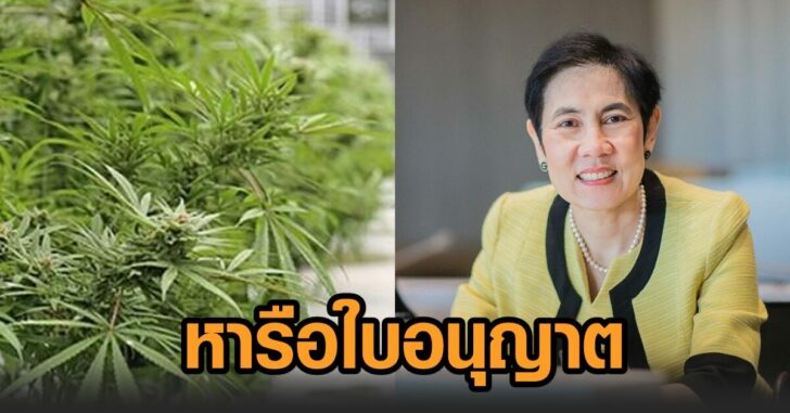 หารือ-ใบอนุญาตกัญชา