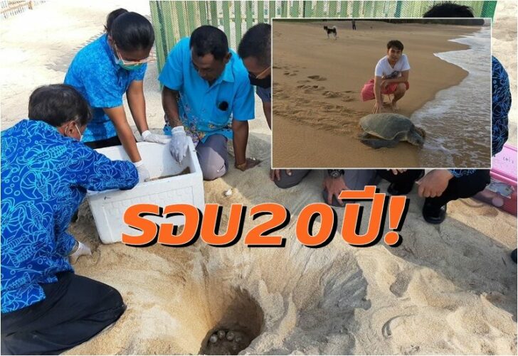 เต่า0