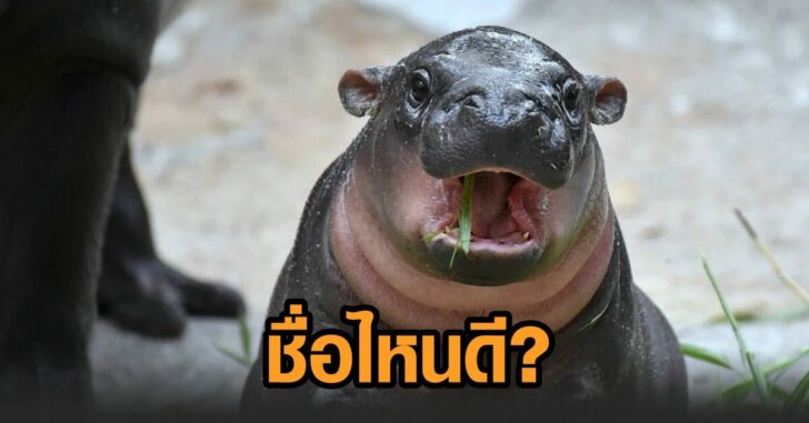 โหวตชื่อลูกฮิปโป
