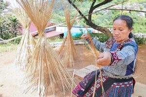 ถึงเวลา(กัญ)ชง นับถอยหลังเคาะราคาเมล็ดพันธุ์ ในวันสวมสายสะพาย‘พืชเศรษฐกิจทางเลือก’