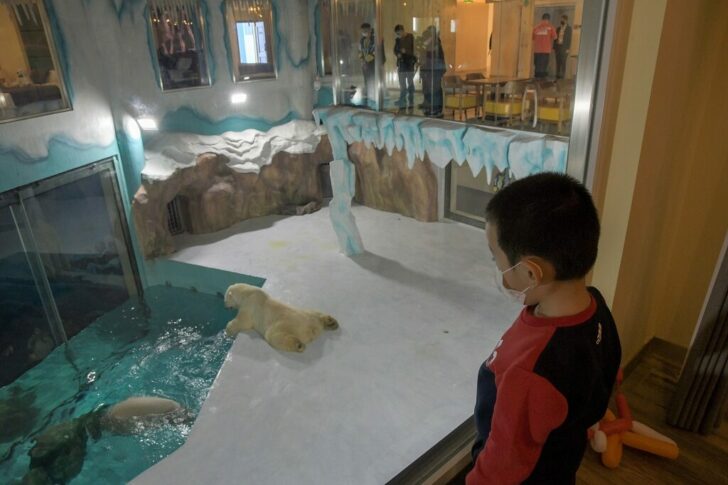Visitors look at polar bears at an enclosure inside a hotel at a newly-opened polarland-themed park in Harbin