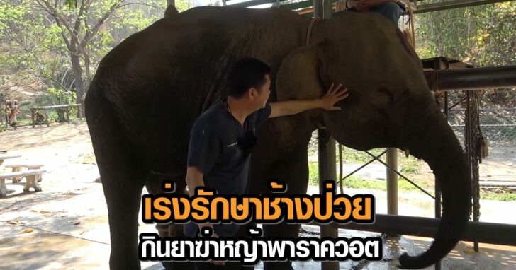 5364ลำปาง01รพ.ชางรบรกษาชาง3ตวกนยาฆาหญาพาราควอต.mp4.Still003+++79846512