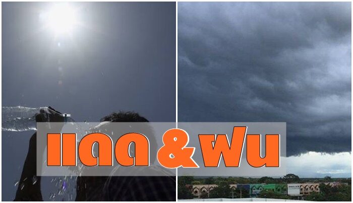 cats This image is not belong to us