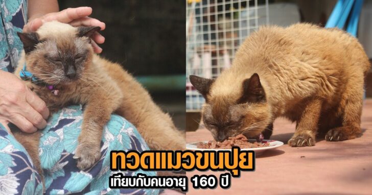 cats+++784561238456++45132