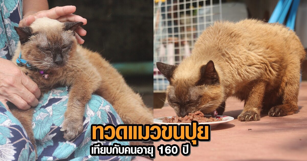 ฮือฮา! พบทวดแมว 'วิเชียรมาศ' อายุ 34 ปี เทียบคนอายุกว่า 160 ปี คาดอาจเป็นแมว อายุยืนสุดในโลก ฮือฮา! พบทวดแมว 'วิเชียรมาศ' อายุ 34 ปี เทียบคนอายุกว่า 160 ปี คาดอาจเป็นแมว อายุยืนสุดในโลก