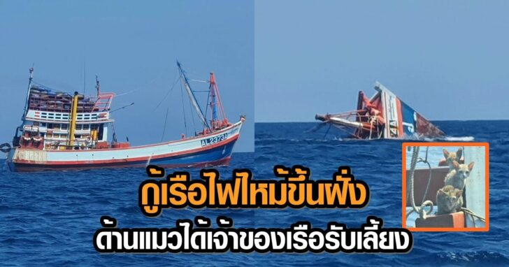 cats+++78465++132 This image is not belong to us