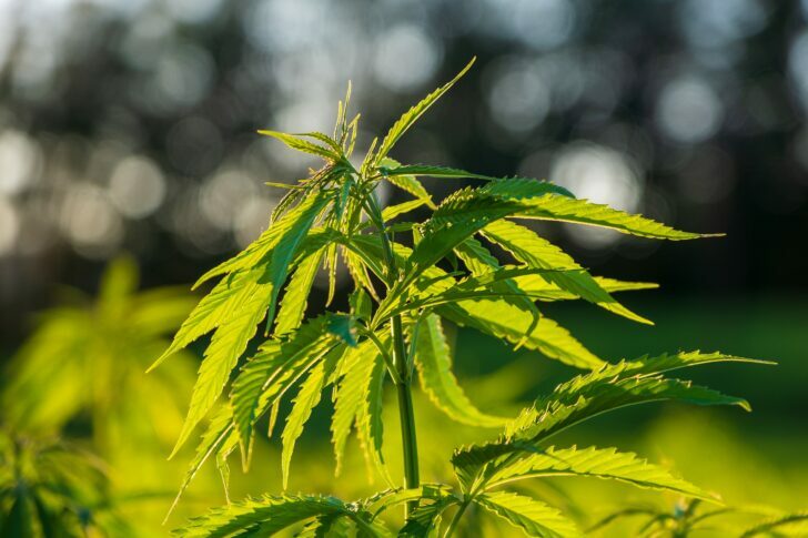 hemp-5438493_1920-728x485-1