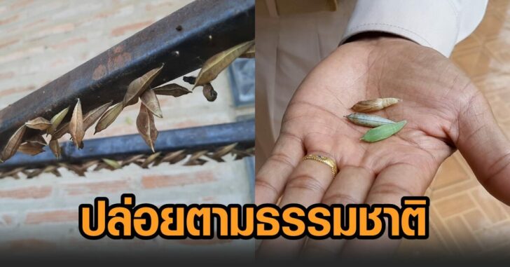 กองทัพหนอน-ปล่อยธรรมชาติ