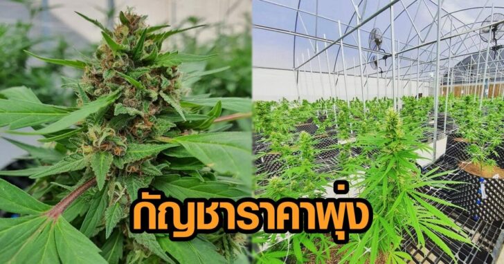 กัญชาราคาพุ่ง